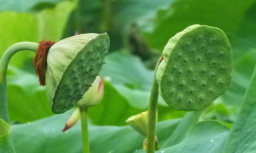 肼屈嗪作用-肼屈嗪片说明书网 - 网站提供肼屈嗪是哪一类药小常识、肼屈嗪是哪一类药